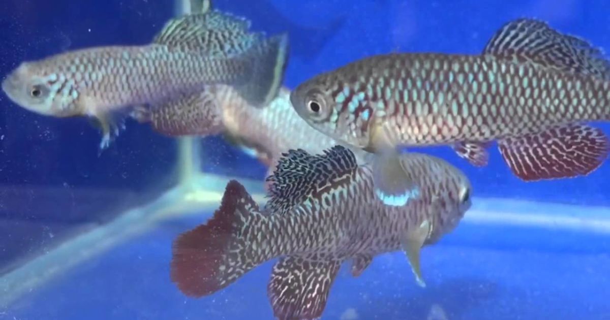 Африканський бірюзовий кіліфіш переживає посуху завдяки анабіозу ембріонів