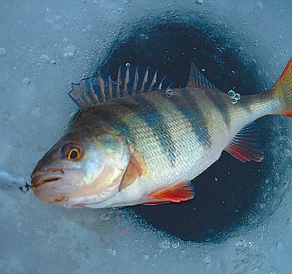 Божевільність на льоду