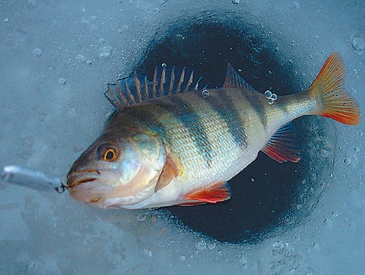 Зображення Божевільність на льоду