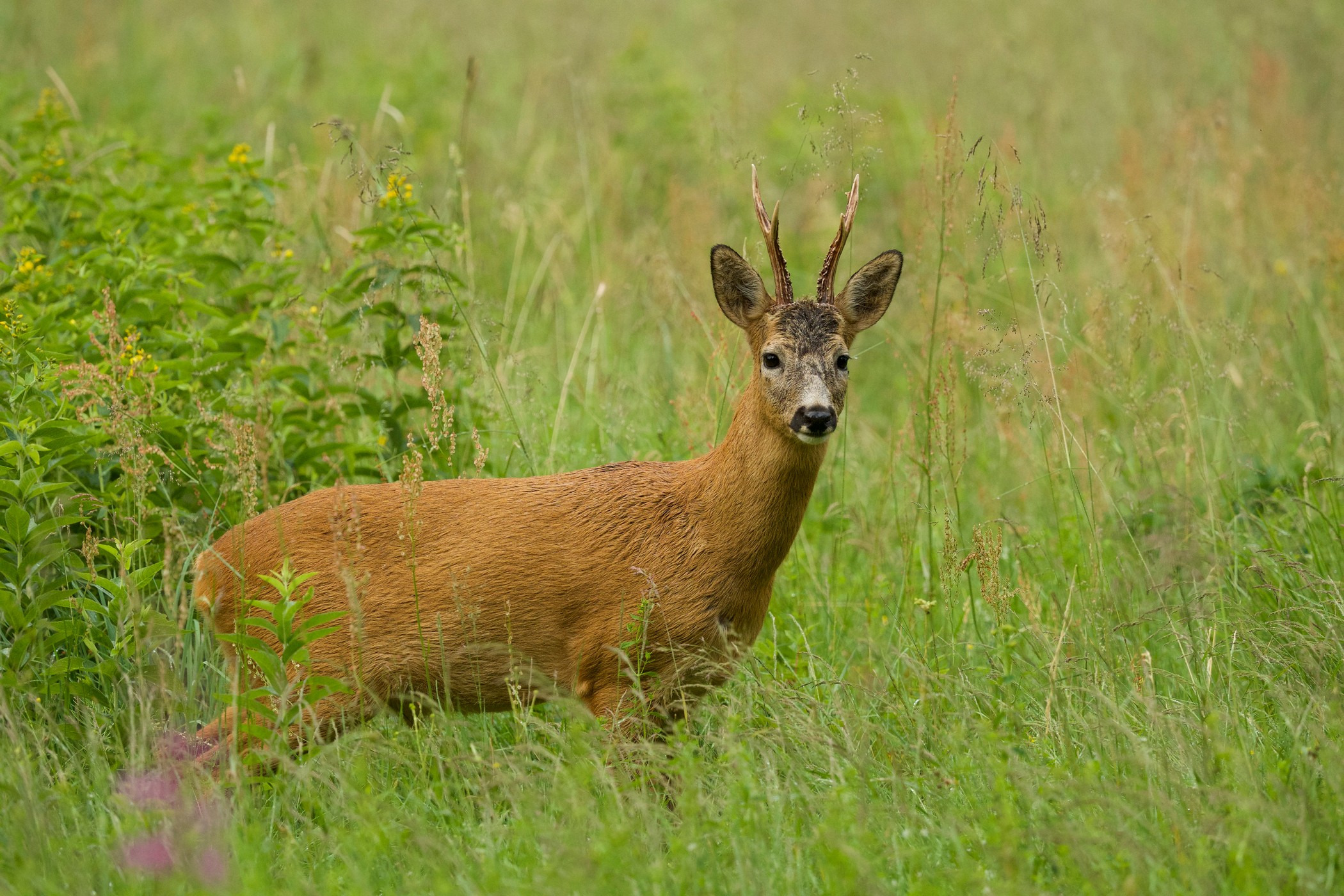 Козуля європейська: полювання за трофеєм