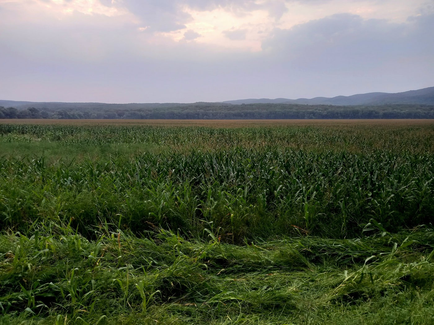 Передгір'я, кукурудза, кабан