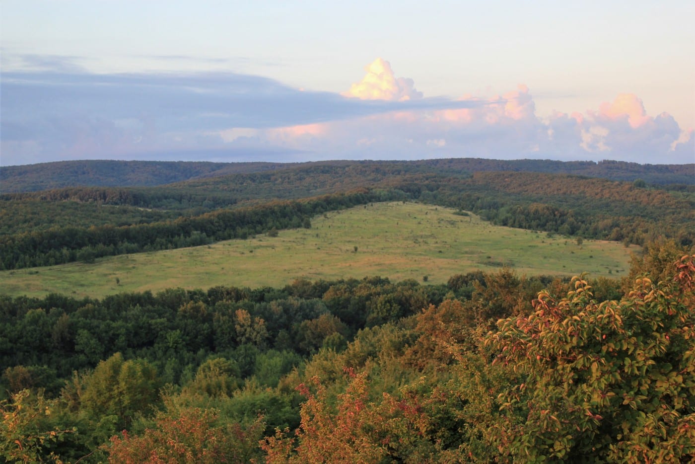 Передгір'я, кукурудза, кабан