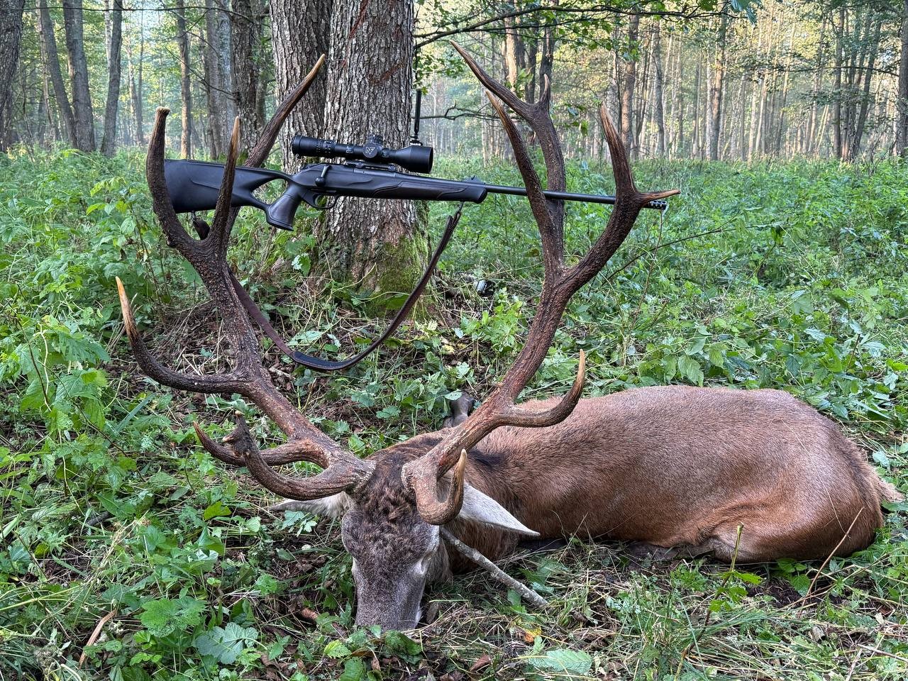 Білорусь: традиції полювання та полювання як галузь господарства