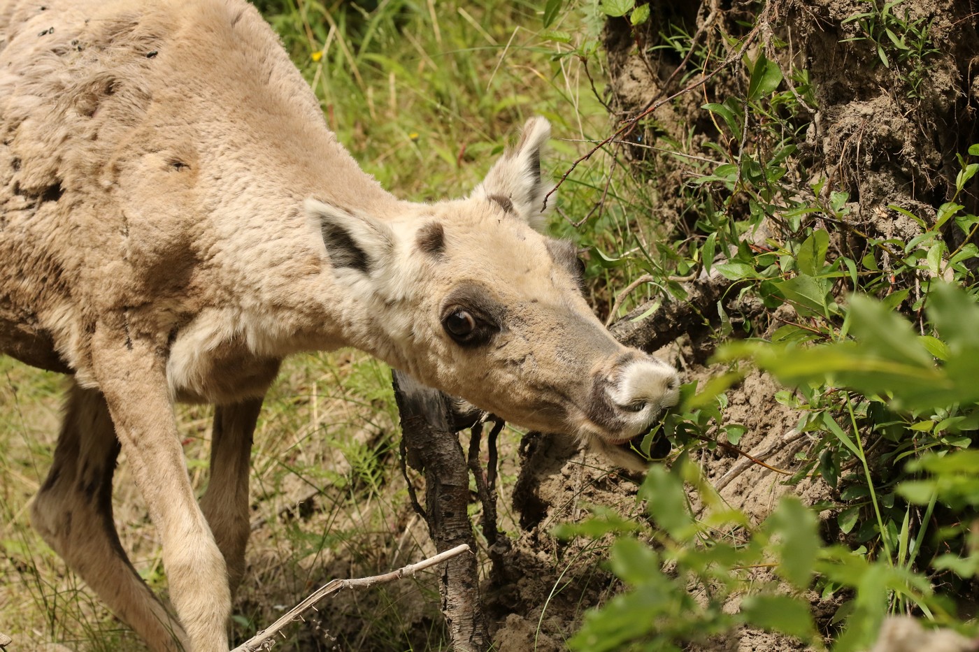 Край дикого північного оленя: від колишньої великої кількості до нагальної потреби
