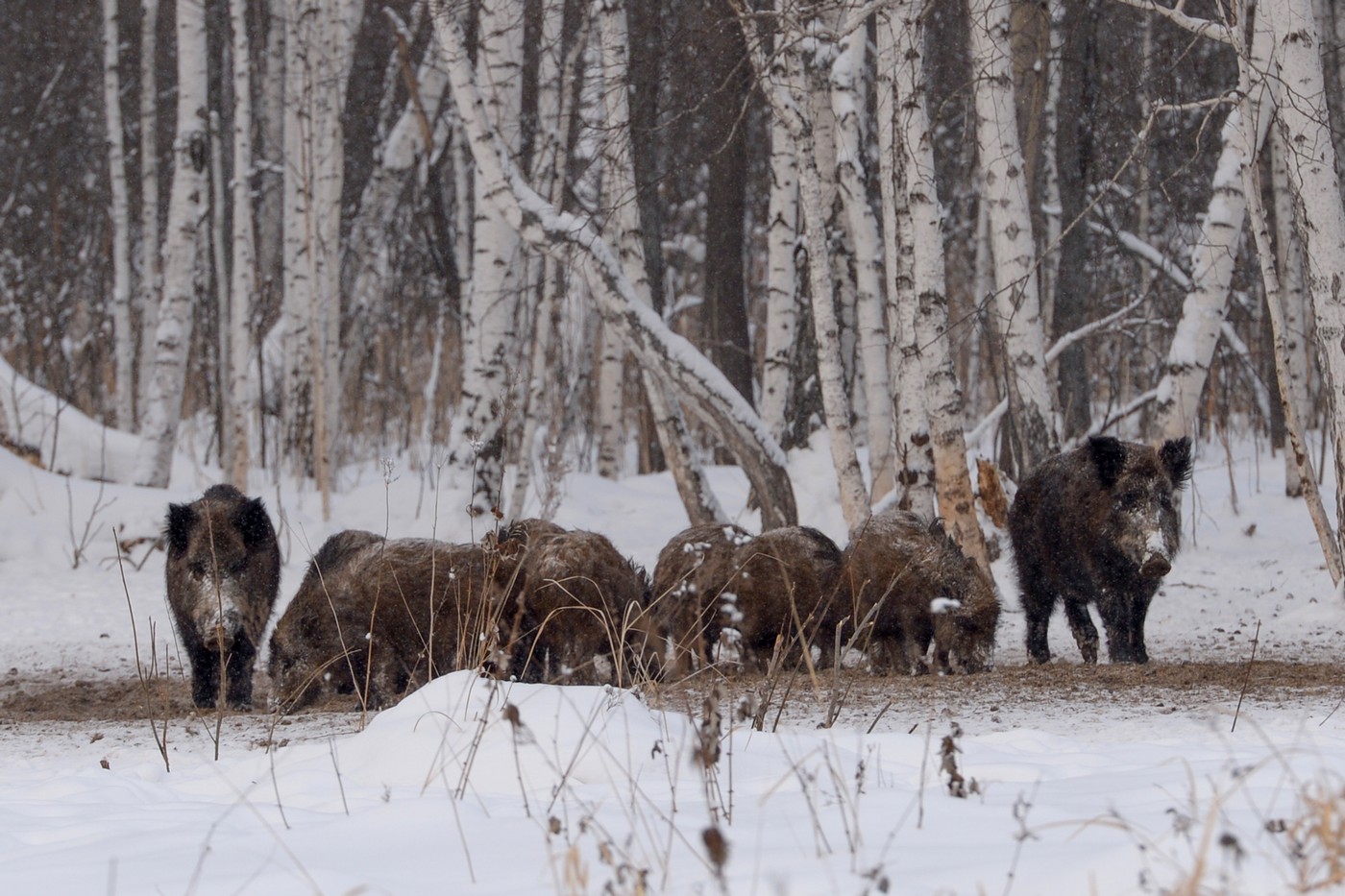 Полювання: головні події 2025
