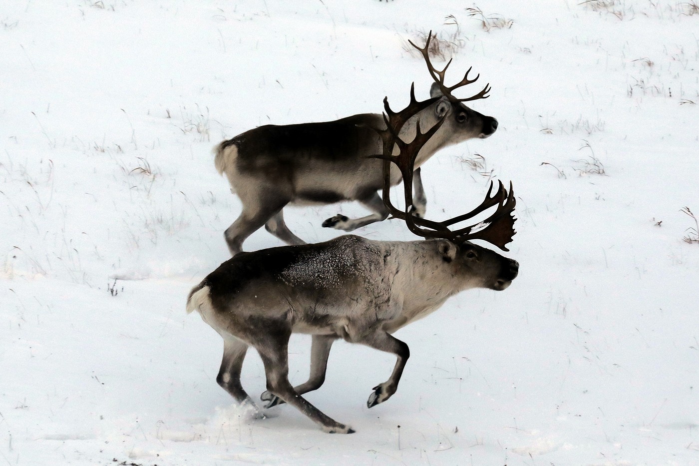 Край дикого північного оленя: від колишньої великої кількості до нагальної потреби