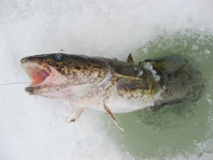 Ніч на льоду