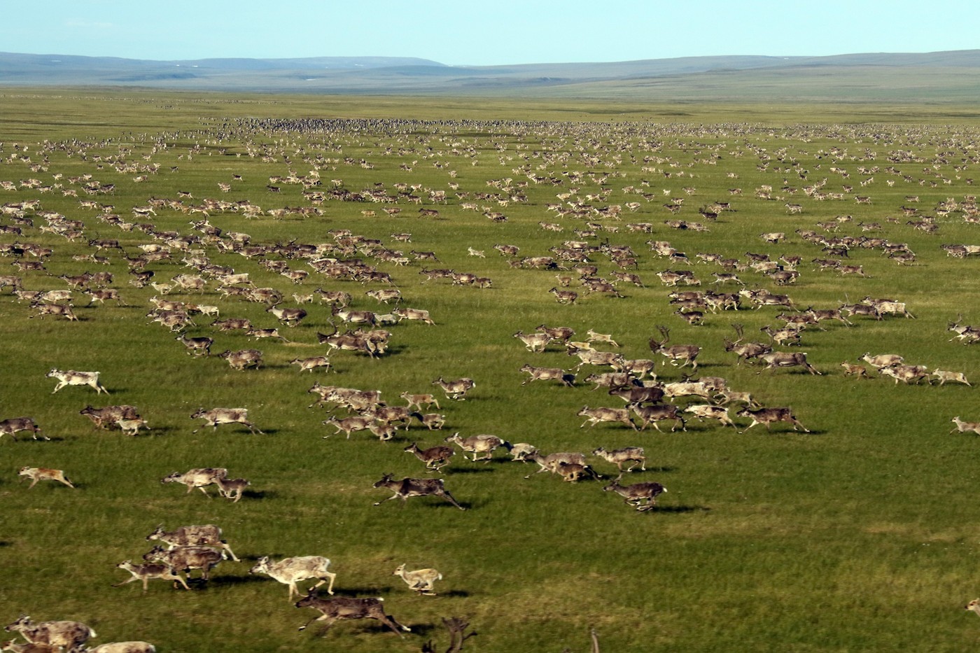 Край дикого північного оленя: від колишньої великої кількості до нагальної потреби