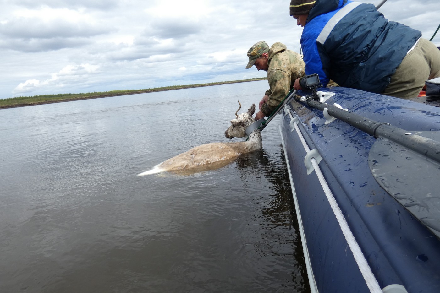 Край дикого північного оленя: від колишньої великої кількості до нагальної потреби
