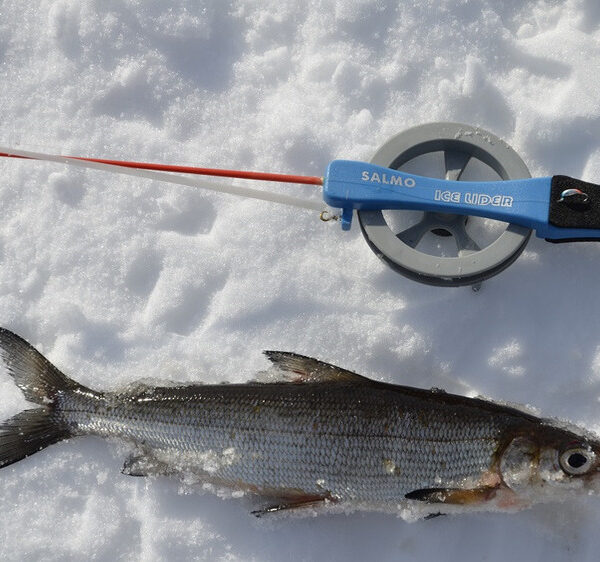 Підлідний лов сіга на Кольському півострові