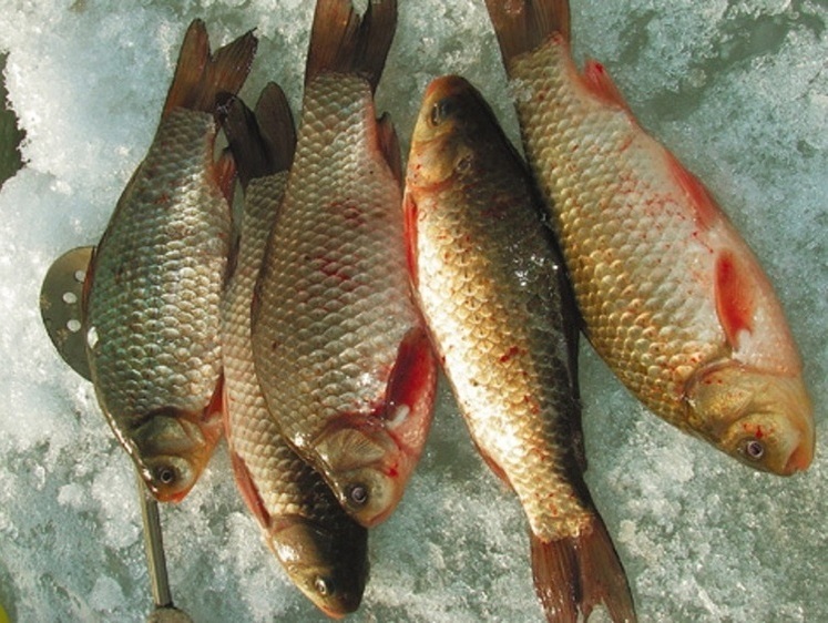 Чим і як підгодовувати рибу взимку