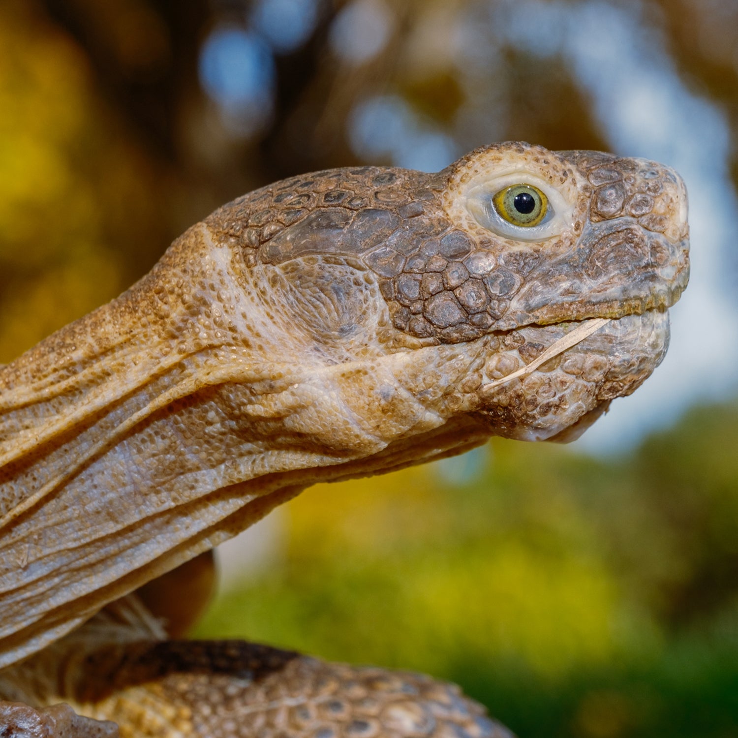 Пустельна черепаха