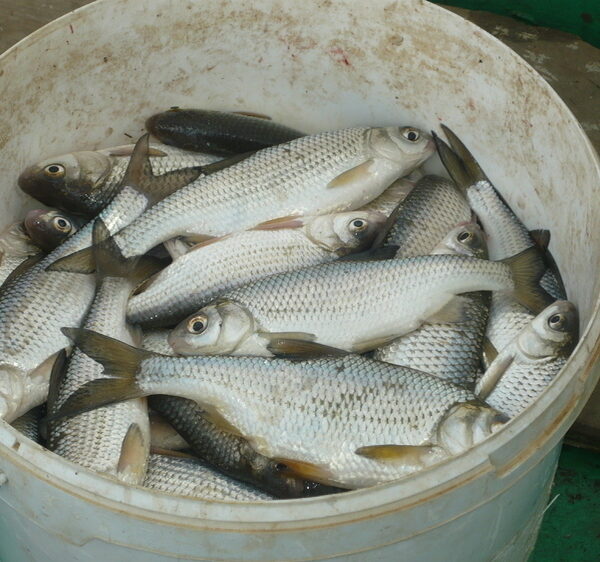 Настав 2026 рік. Як на Нижній Волзі з водою та рибою?