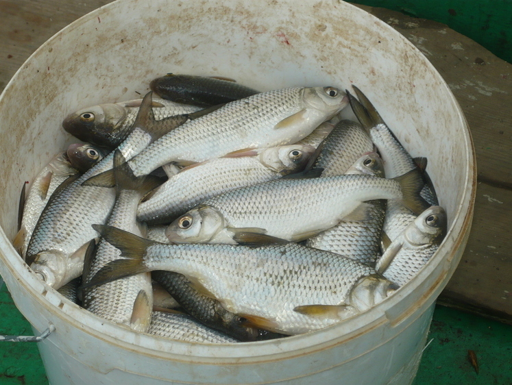 Зображення Настав 2026 рік. Як на Нижній Волзі з водою та рибою?