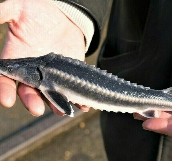 Навіщо осетру паспорт? Цінна риба на вістрі науки