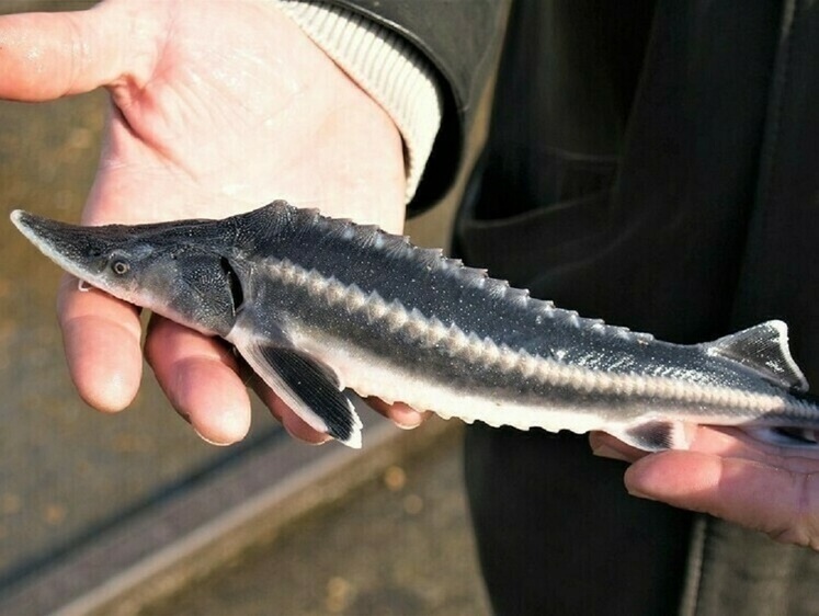 Навіщо осетру паспорт? Цінна риба на вістрі науки