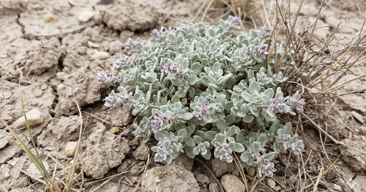 Tidestromia oblongifolia