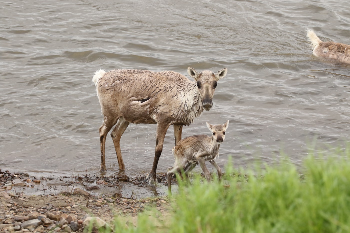 Край дикого північного оленя: від колишньої великої кількості до нагальної потреби