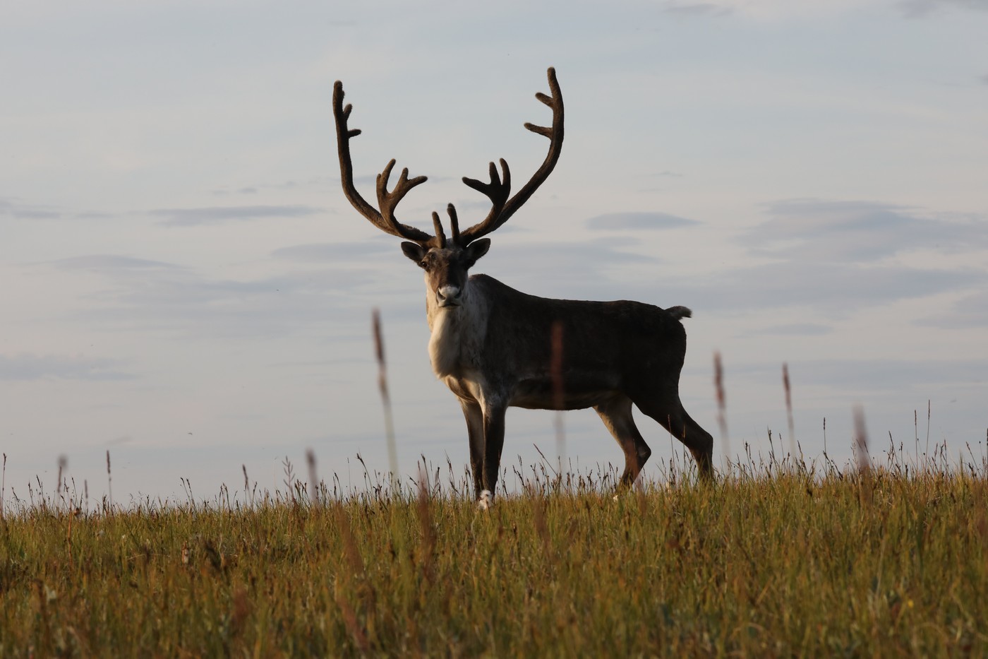 Край дикого північного оленя: від колишньої великої кількості до нагальної потреби