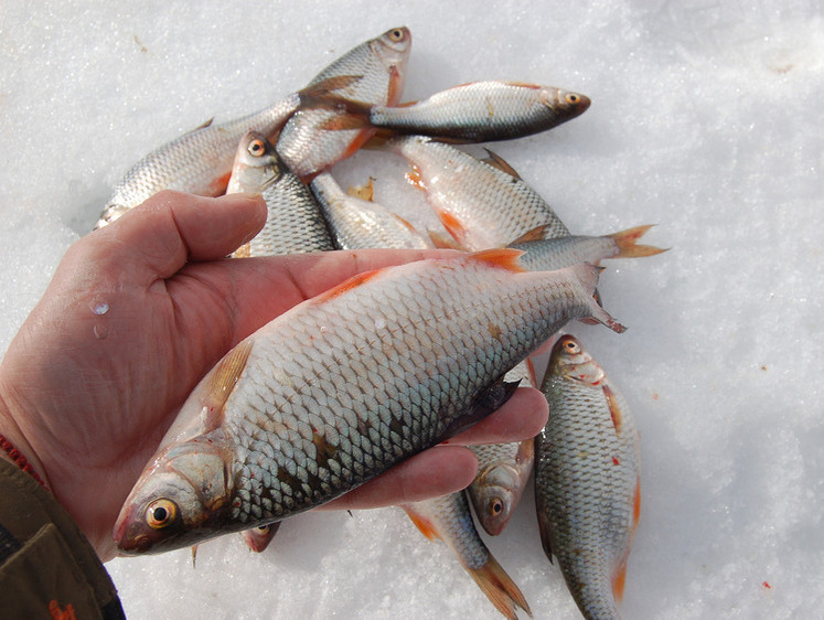 Практика лову білгородської плітки