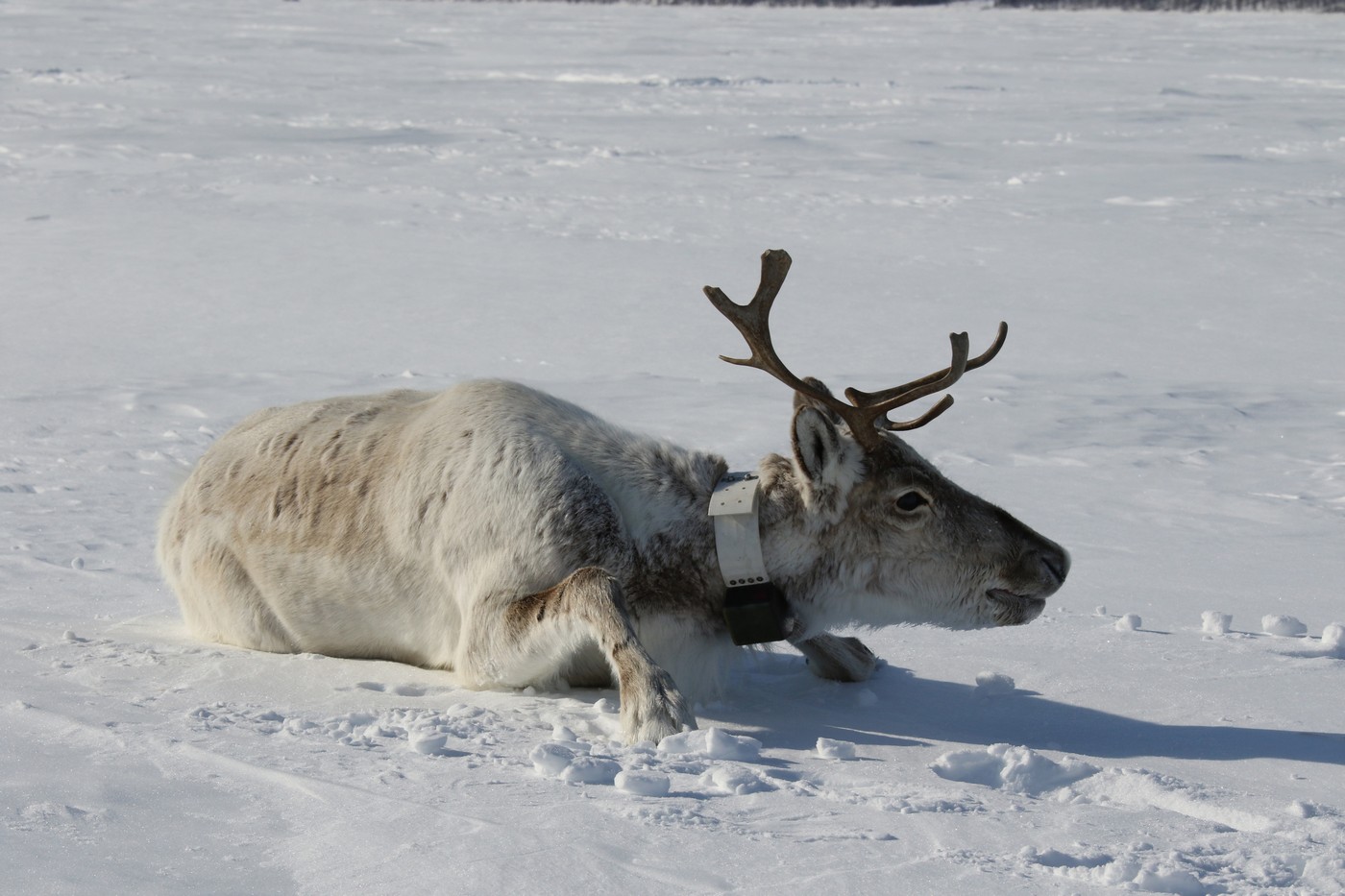 Край дикого північного оленя: від колишньої великої кількості до нагальної потреби