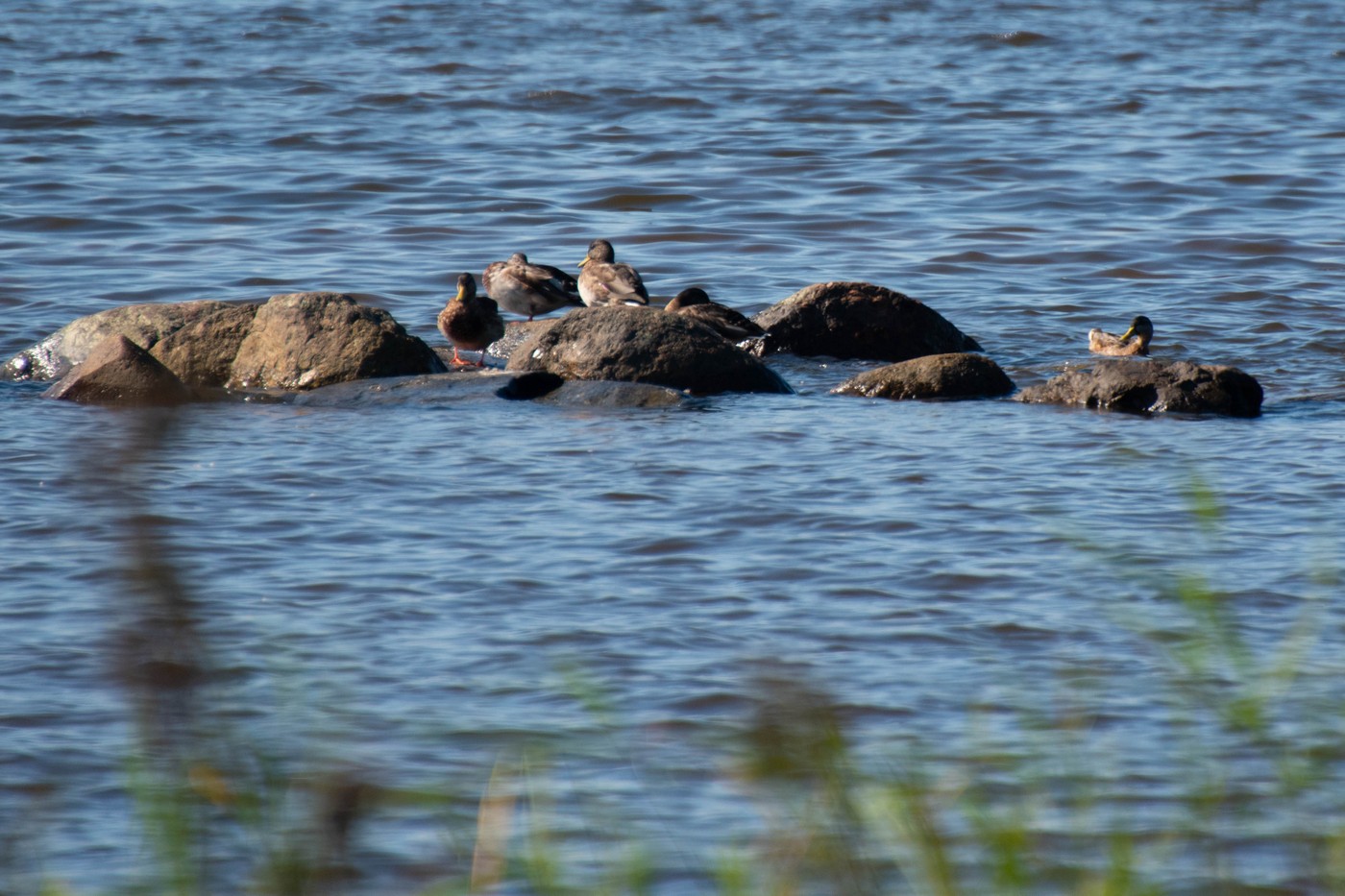 Вітер уздовж берега. Полювання на узмор'я Фінської затоки