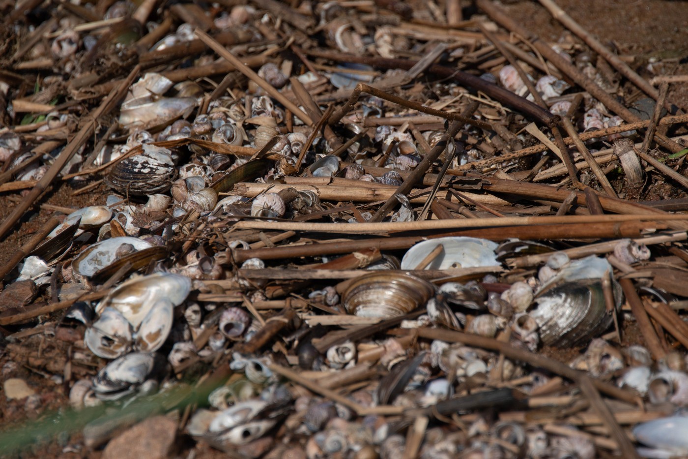 Вітер уздовж берега. Полювання на узмор'я Фінської затоки