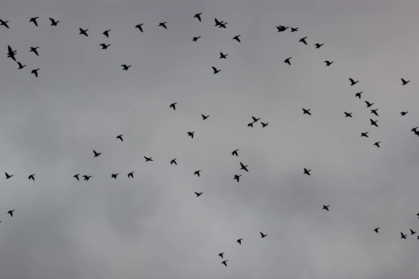 Зайчики, качечки та новорічні полювання