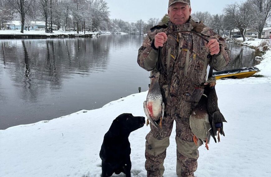 Ретривери Америки та Європи: два світи однієї породи