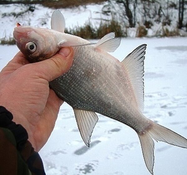 Зимова німфа