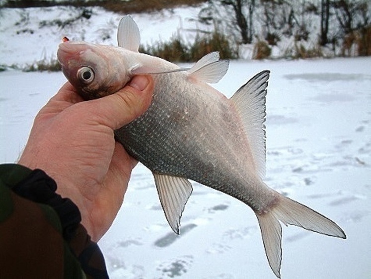 Зимова німфа