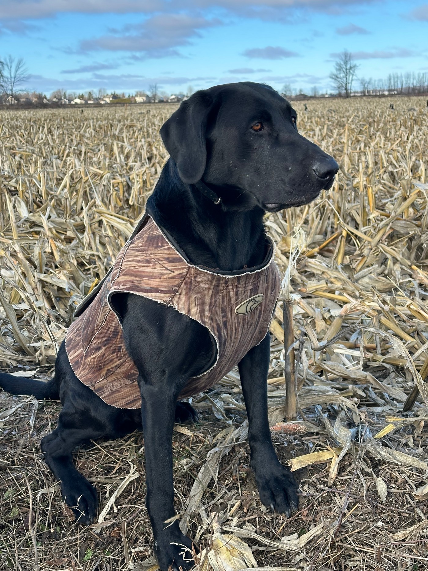 Ретривери Америки та Європи: два світи однієї породи