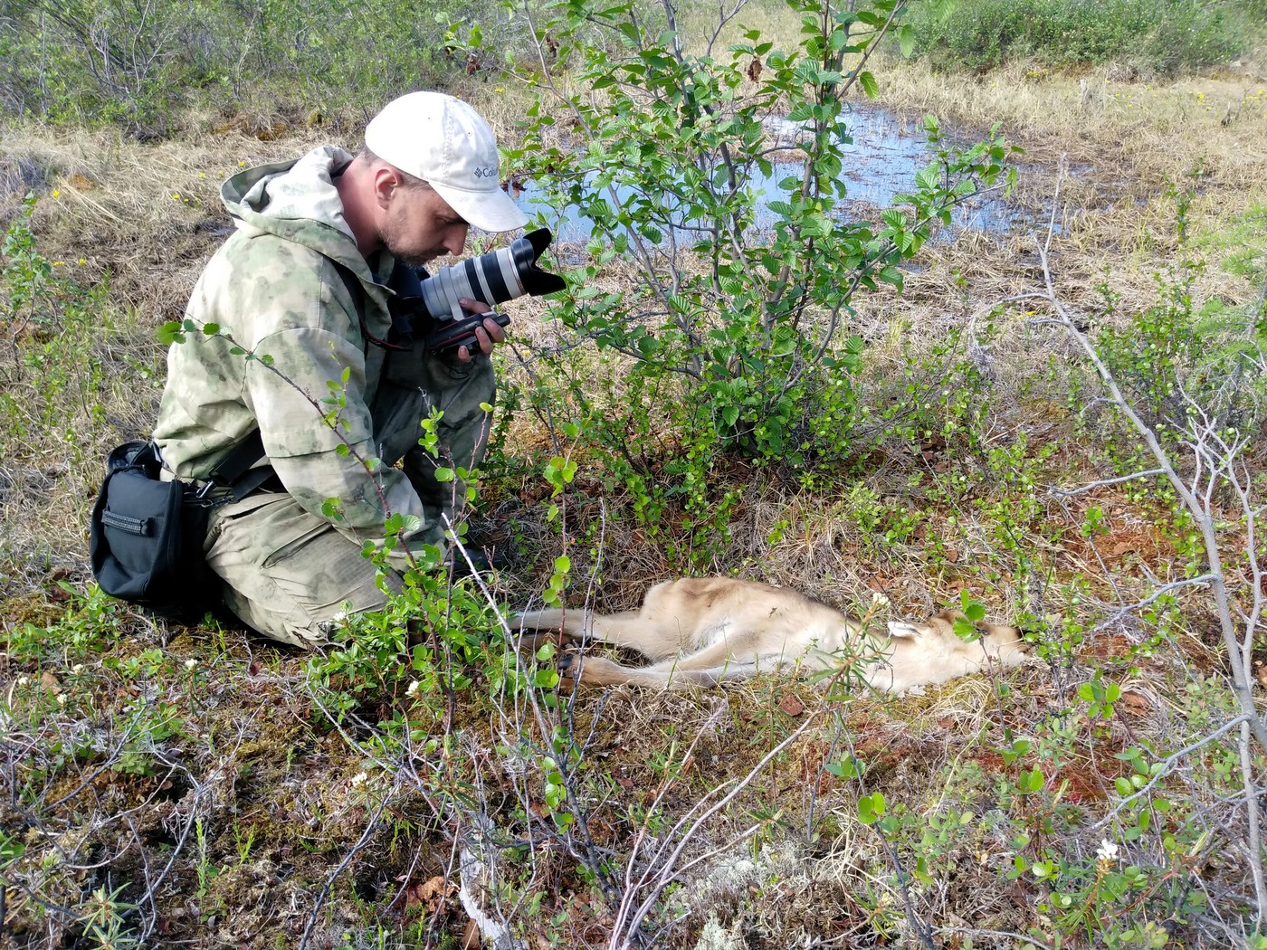 Край дикого північного оленя: від колишньої великої кількості до нагальної потреби