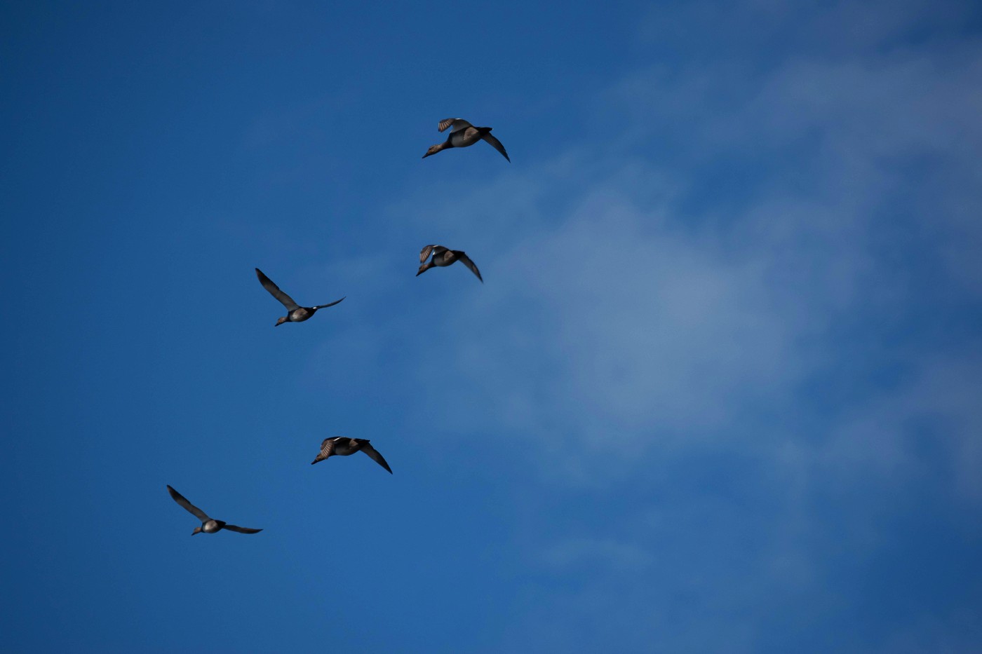 Вітер уздовж берега. Полювання на узмор'я Фінської затоки