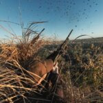 Прообраз рушниці майбутнього? Beretta АХ800