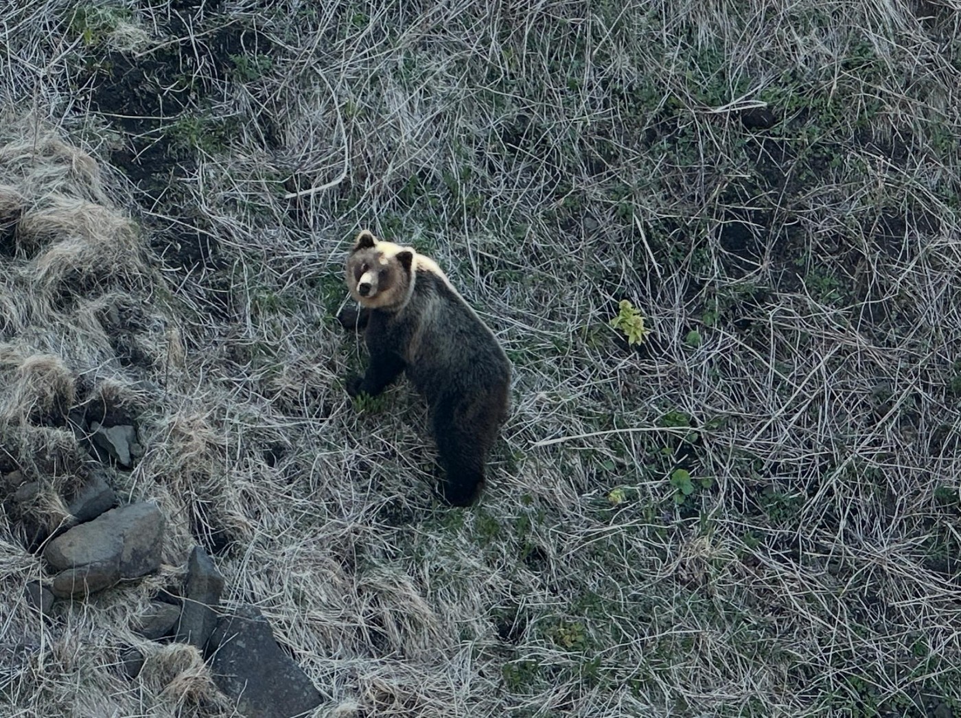 Ведмеді в бамбуку. Полювання на Південних Курилах