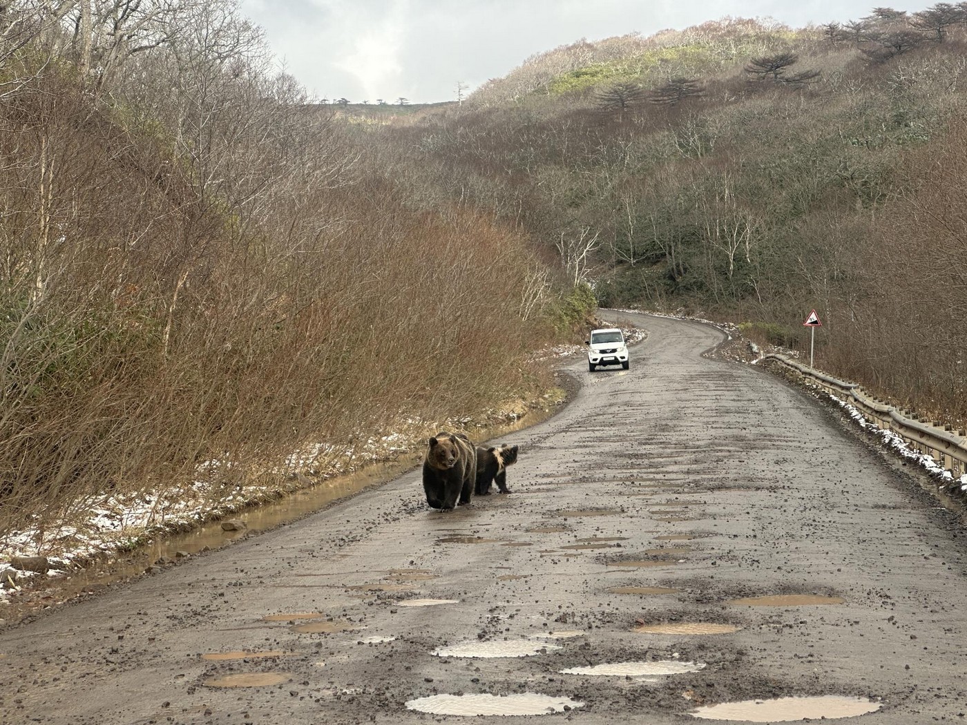 Ведмеді в бамбуку. Полювання на Південних Курилах