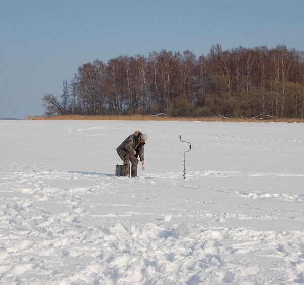 Зграйний окунь середини зими (початок)