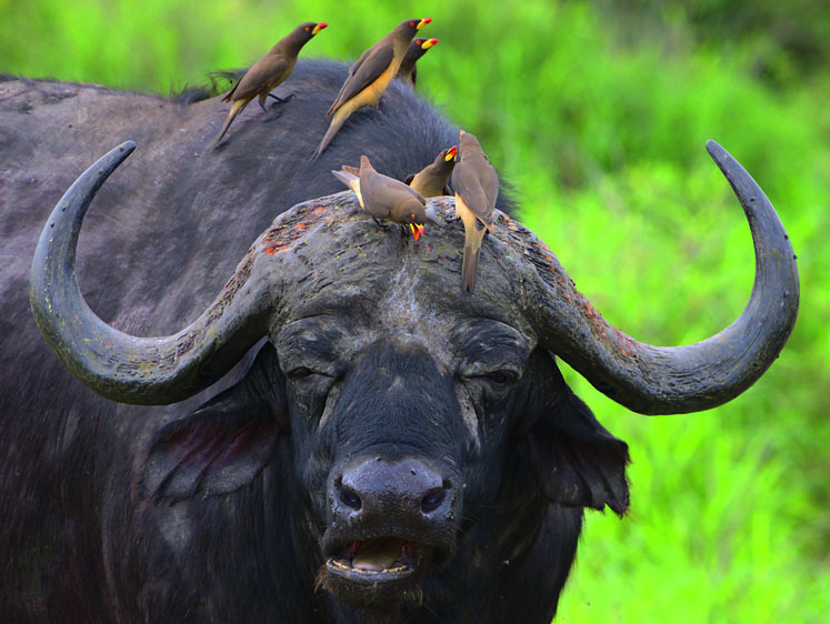 Контрольована подача: як маузер підпорядкував собі фізику пострілу