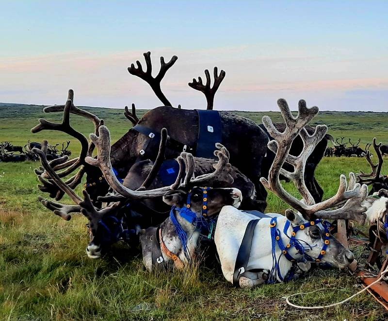 Робочий мисливський кінь