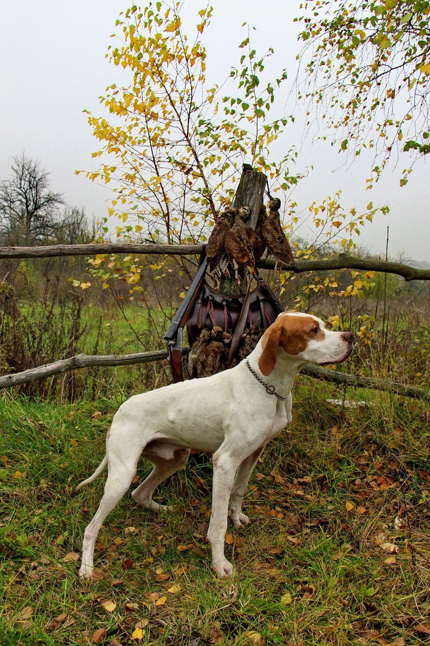 Полювання з лягавими на півдні СРСР