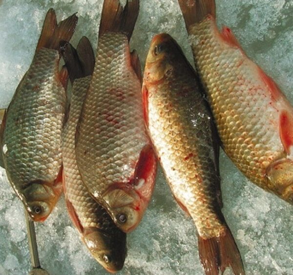 За зимовими карасями у теплі краї