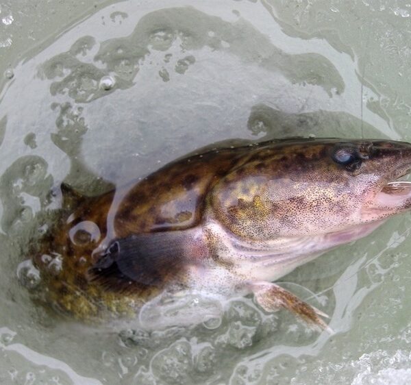 Сезон зимового миня знову відкритий