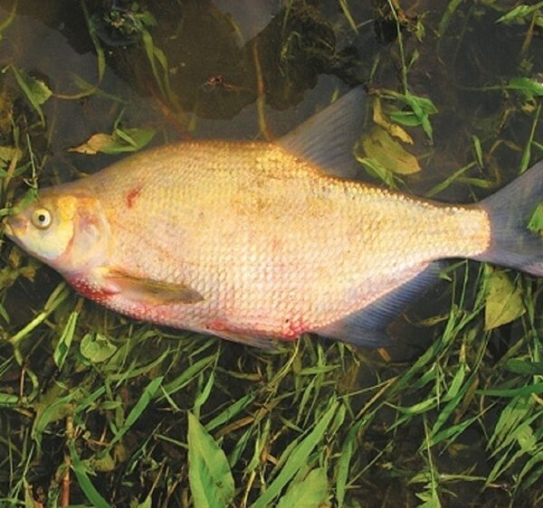 Чужий у рибі! Обережно, опісторхоз! Поради та цифри