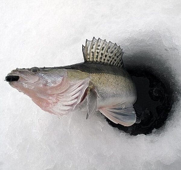 Нестандартні зимові судаки