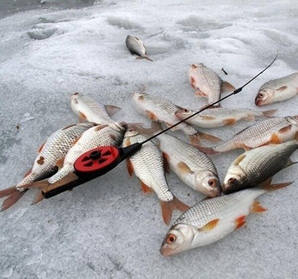 Лютневий товстий лід