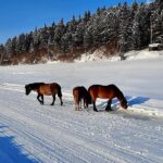 Робочий мисливський кінь