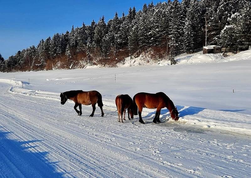 Робочий мисливський кінь