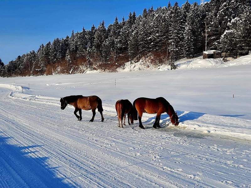 Робочий мисливський кінь