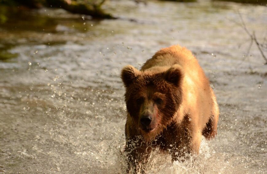 Ведмеді в бамбуку. Полювання на Південних Курилах